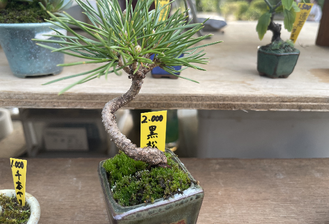 突然、盆栽が消えた…｜60代男性からの調査相談