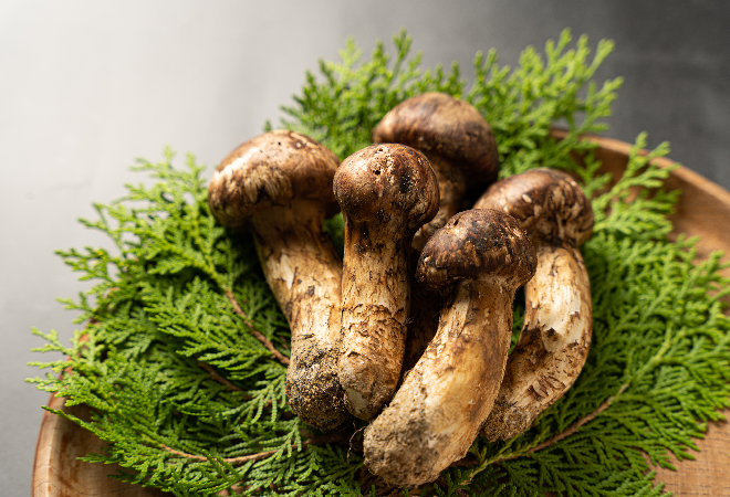 所有する山の松茸を毎年盗まれる…犯人を特定したい|探偵利用事例