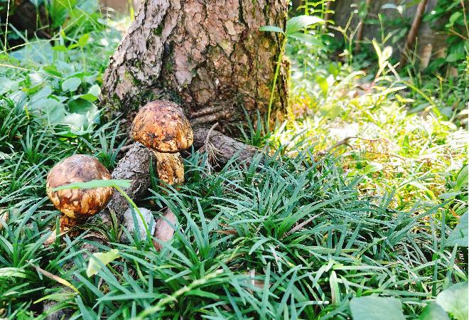 所有する山の松茸を毎年盗まれる…|60代男性からの調査相談