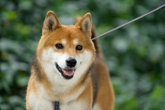 隣人トラブルがエスカレート…犬のおもちゃに針?|嫌がらせ証拠収集に向けた探偵利用事例