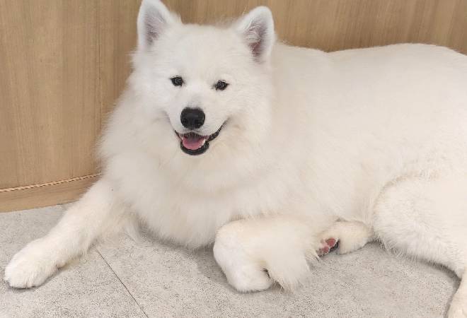 SNSで「虐待している」と訴えられたサモエドカフェチェーン…｜30代女性オーナーからの調査相談