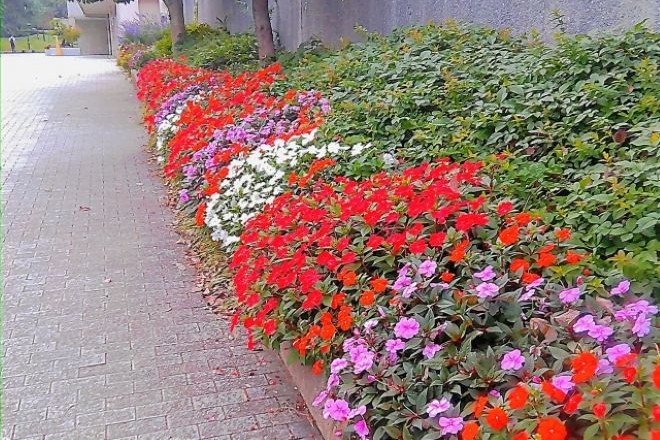 植えた花が次々消える…地域を悩ませる花盗難と探偵が突き止めた真相|調査事例。