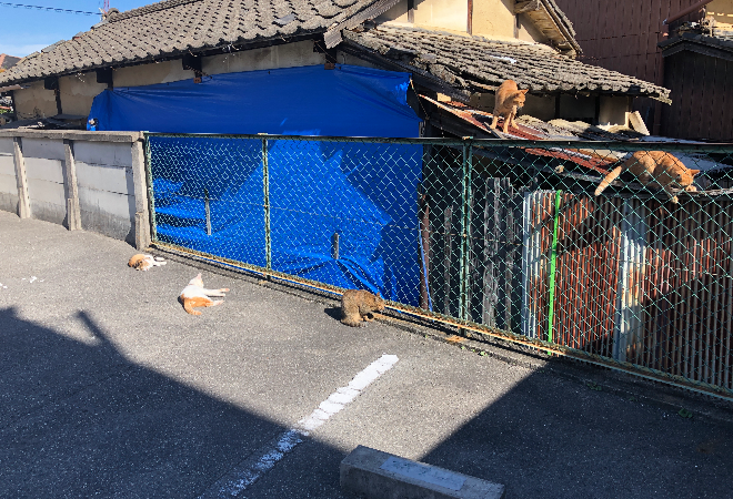 古びた民家の前に2匹の猫。